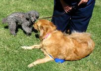 photo of Tom and Carol's gray poodle named Puddle and Sophie at Carol's house