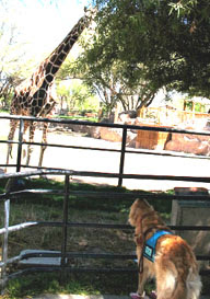 photo of Yebo the giraffe who seemed infatuated with Sophie