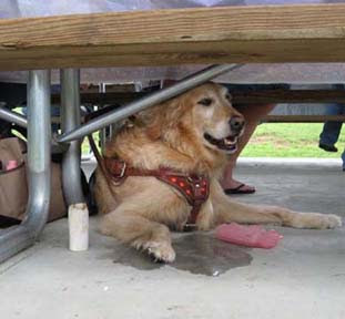 sophie under the picnic table