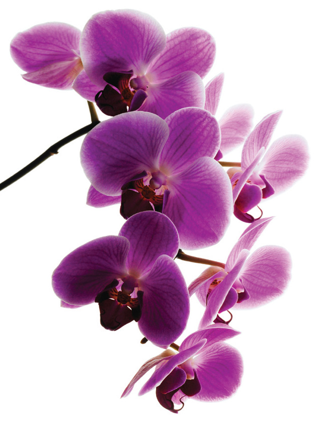 one orchid