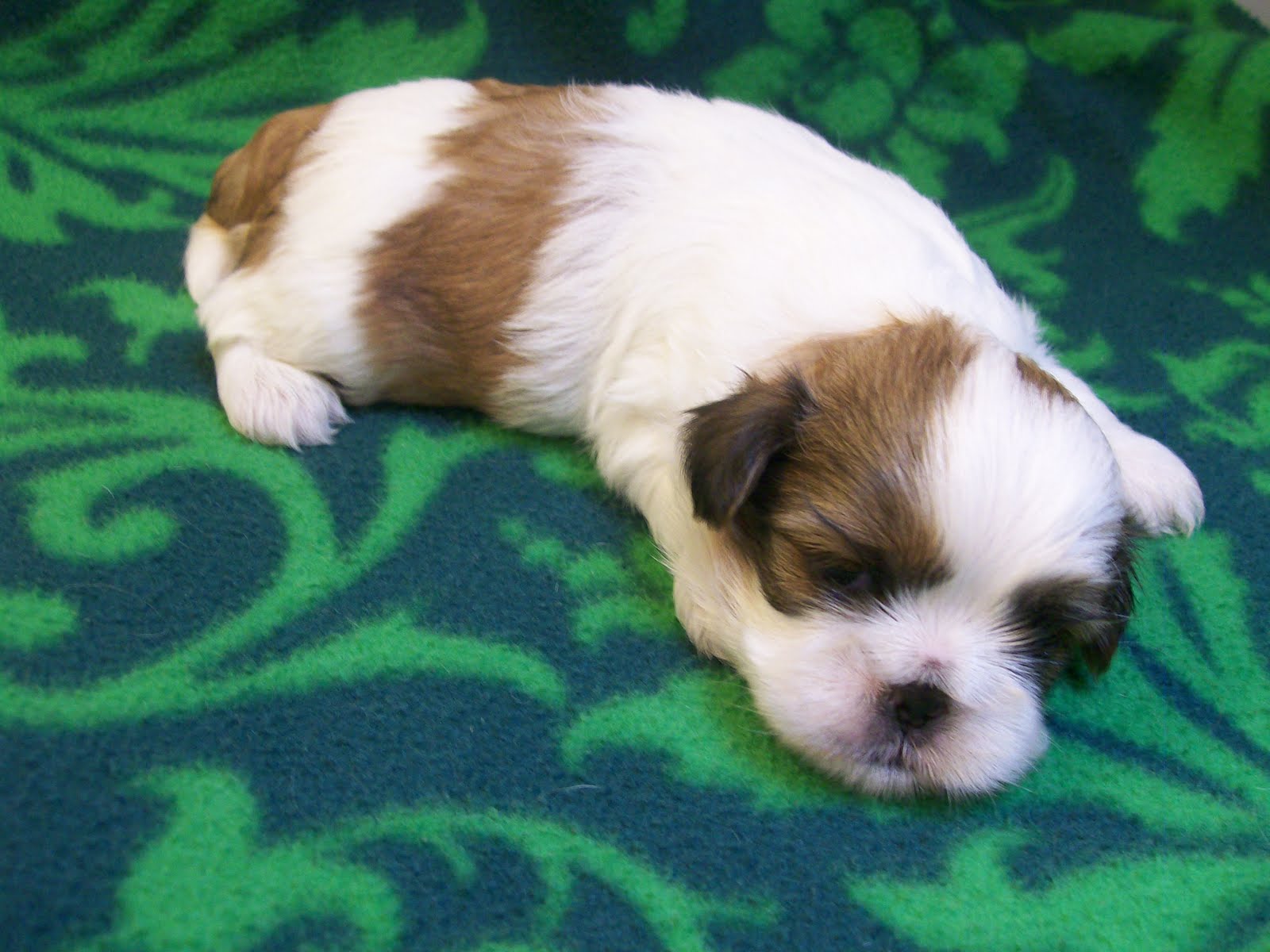 baby yorkies for sale under 100