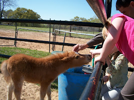 St. Clare's Miniature Horse Farm