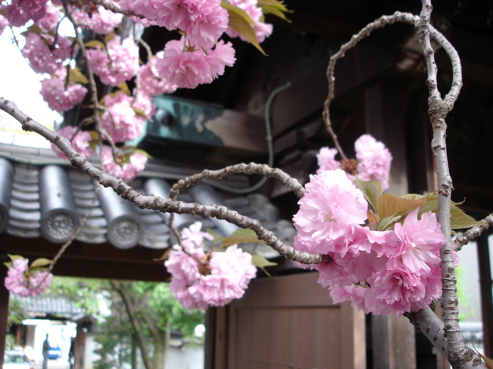 [DSC03071.JPG]