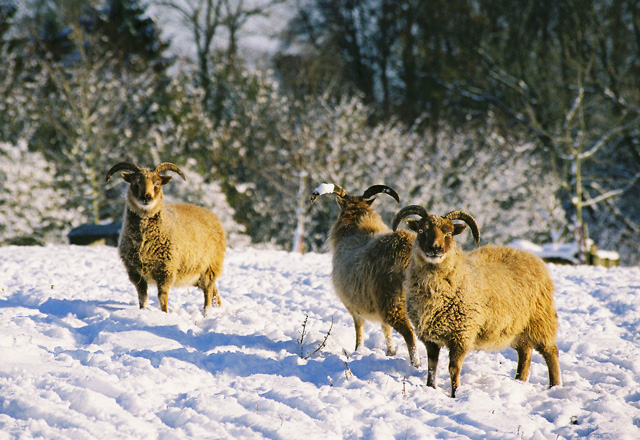 their sheep behind