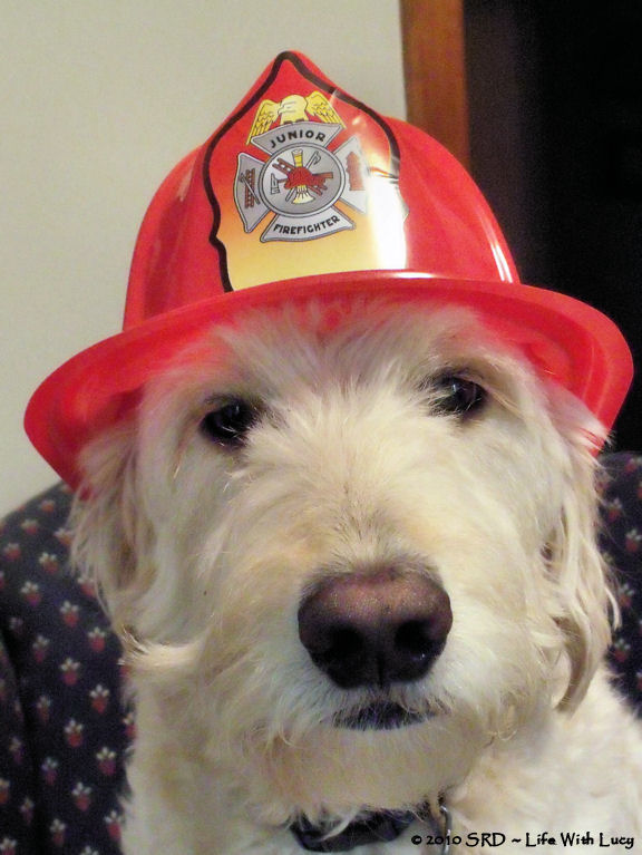 the fire dog