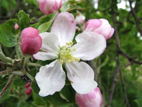 [apple+blossom+3.jpg]