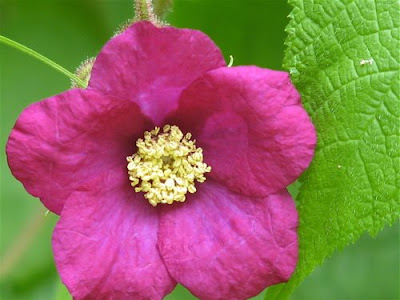 آثار تعاقب النهار والليل على النبات 1+purple+flowering+raspberry+