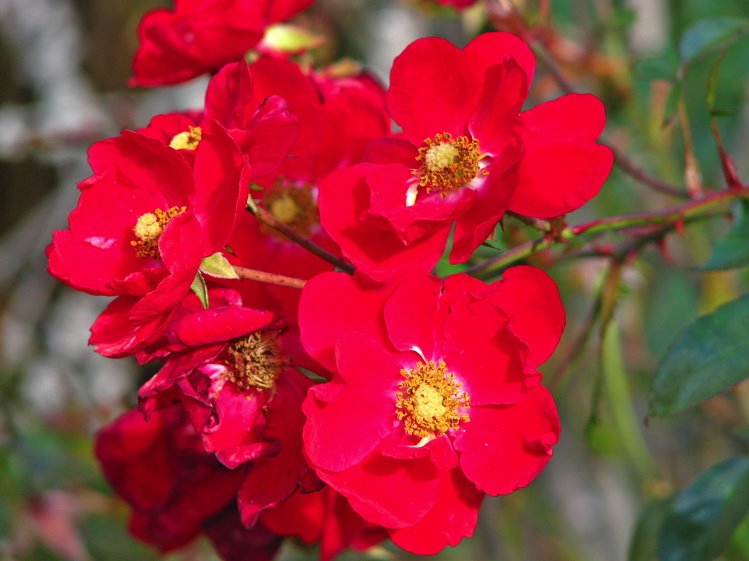 Flower Garden Red+rose+Today's+Flowers