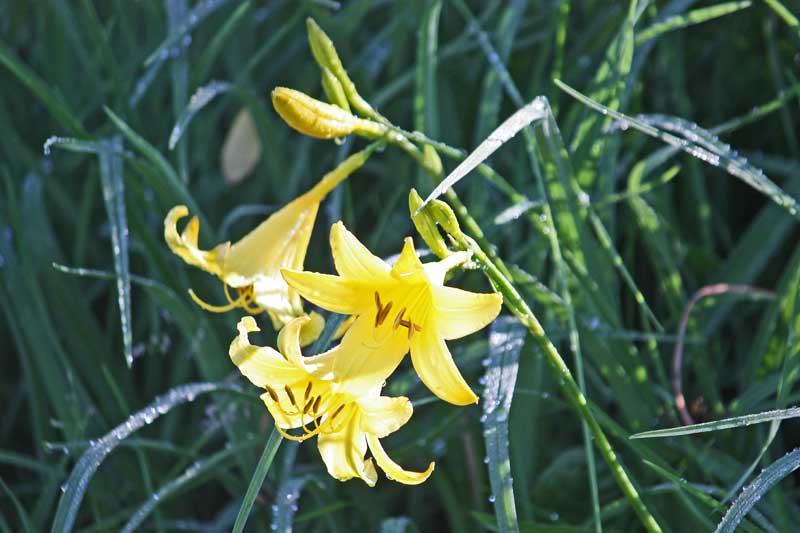 Daylily Yellow