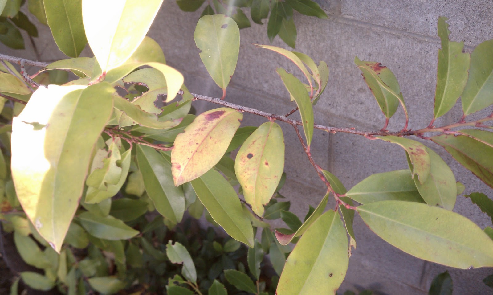 Prunus Caroliniana - trunk