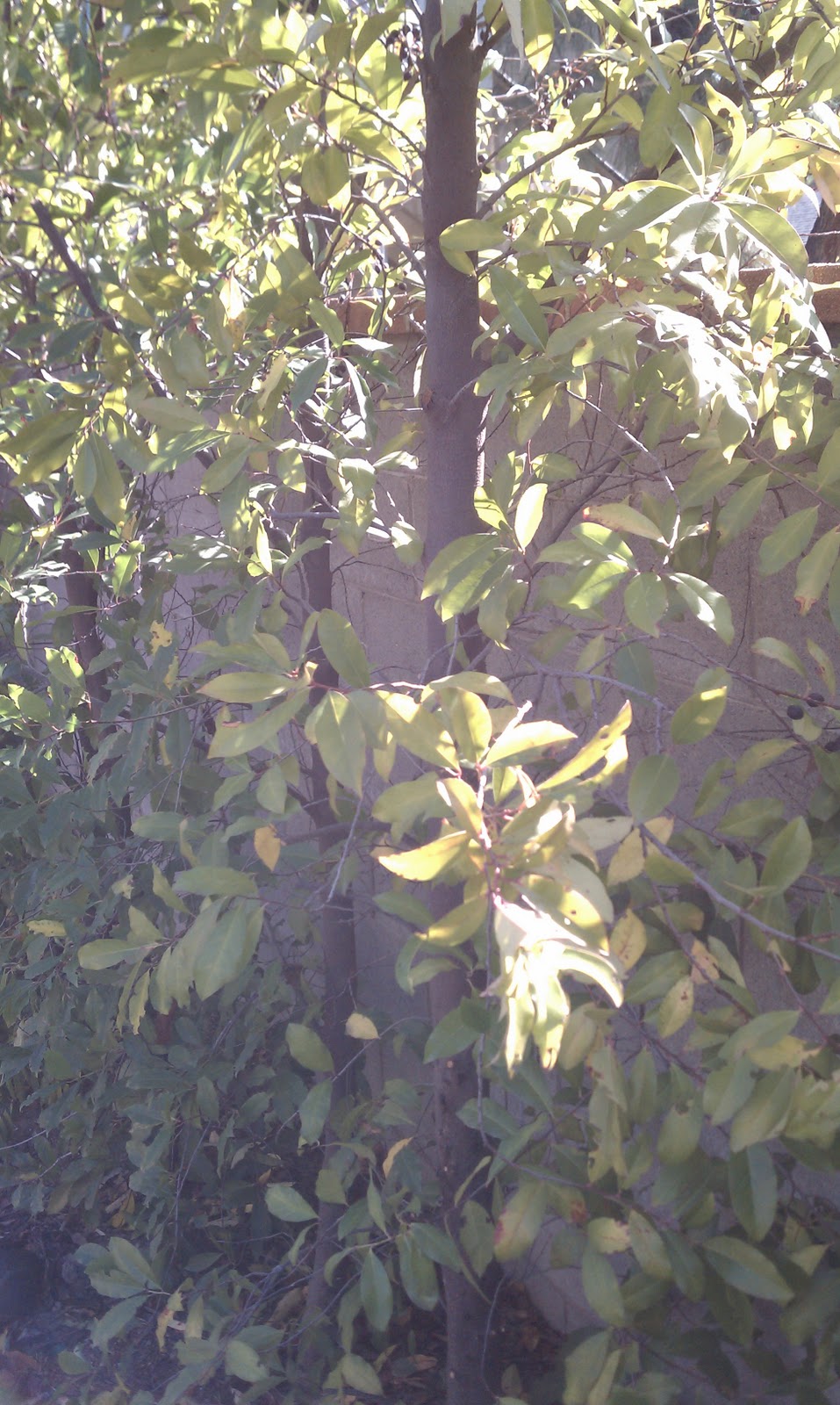 Prunus Caroliniana - trunk