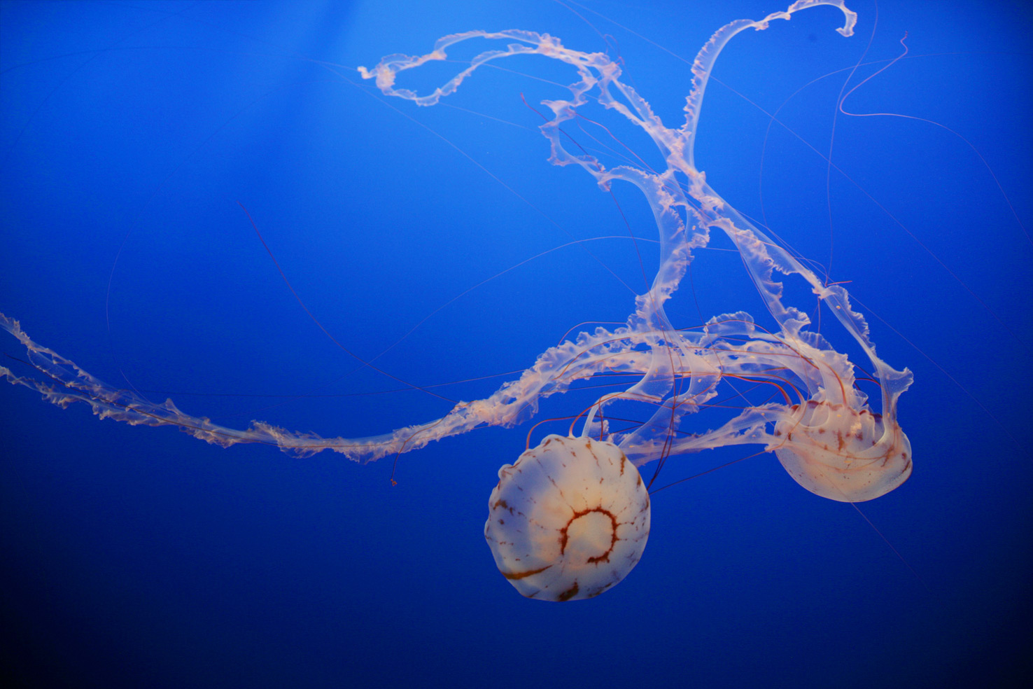 [jellyfish-dancing.jpg]
