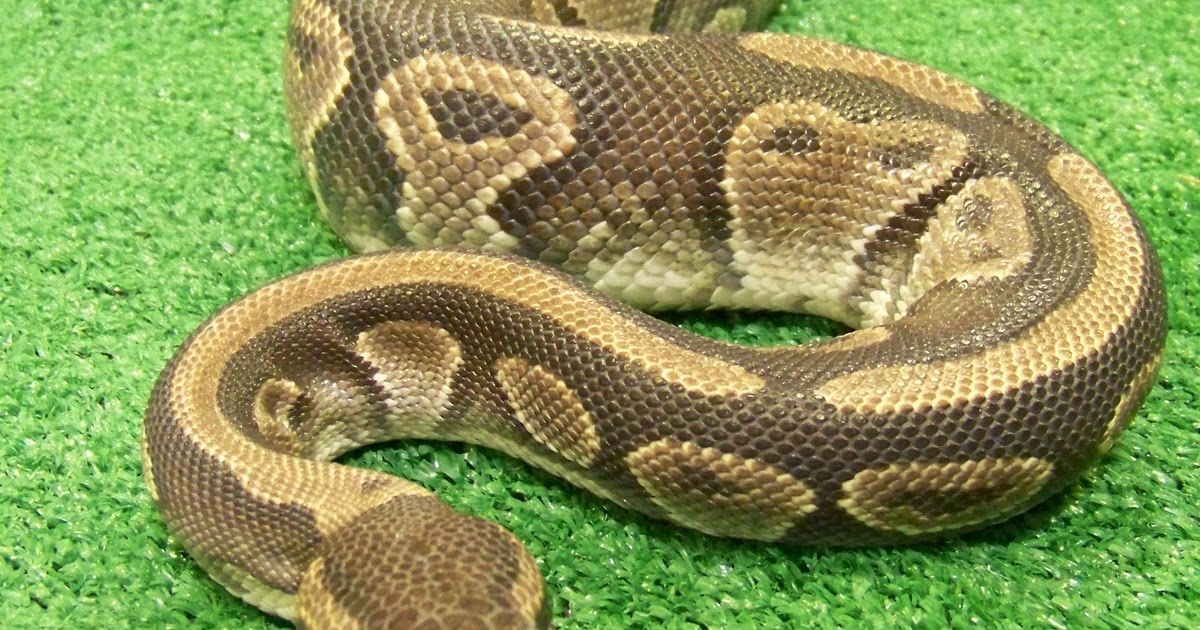 World Bird Sanctuary Pet Snakes Pros and Cons