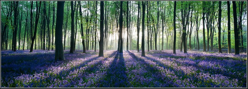 [bosquealfombrado.jpg]