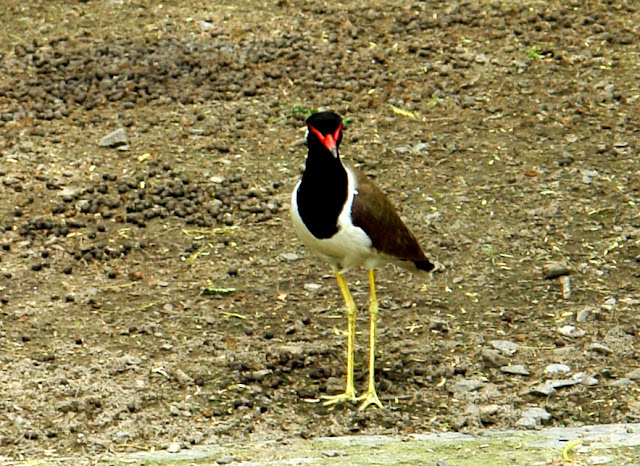 Delhi Zoo Photo