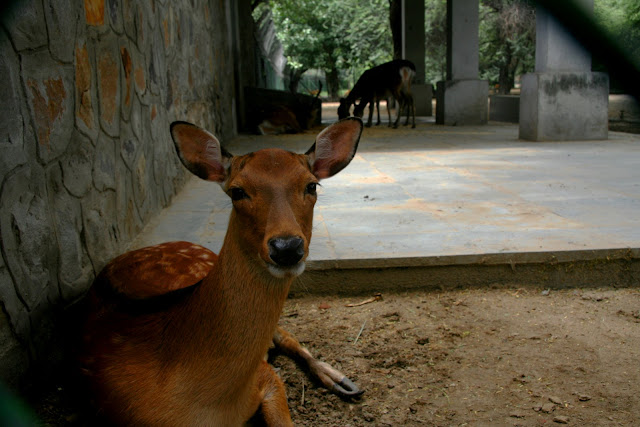Delhi Zoo Timings