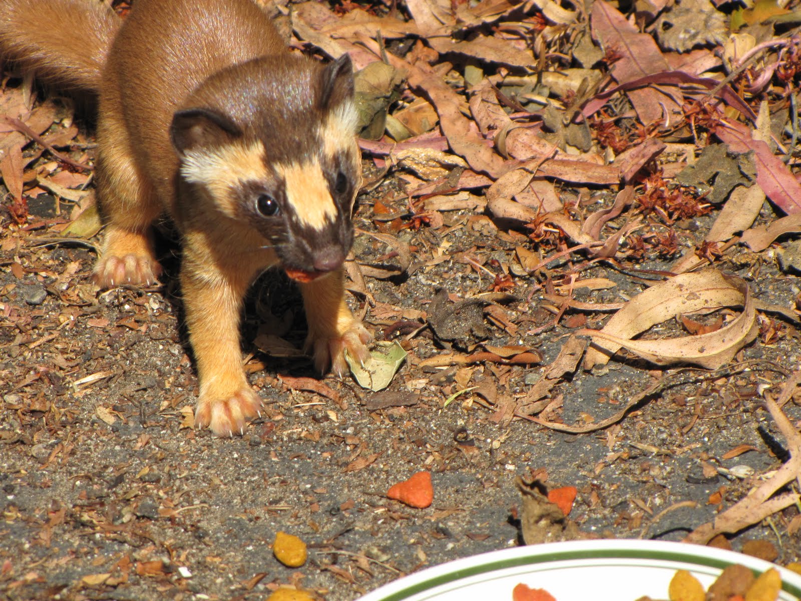 sbretired santa barbara Longtailed weasel