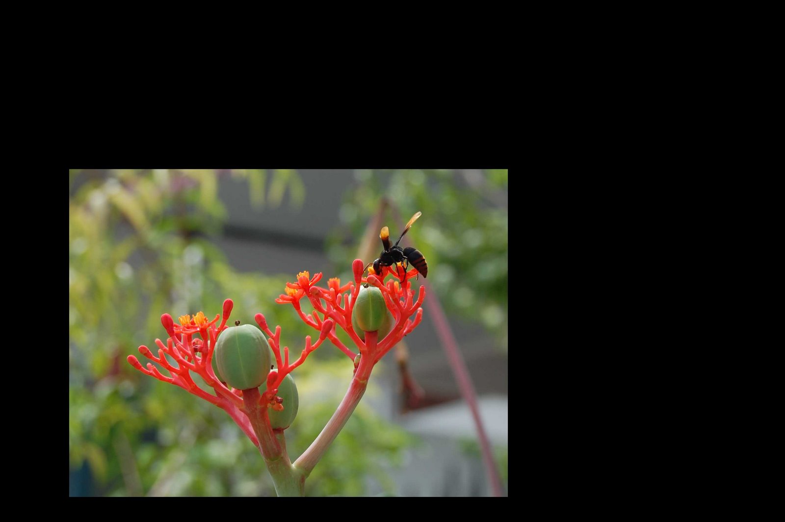 [hatropa-flowers-bee.jpg]