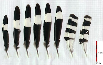 Identifica las plumas