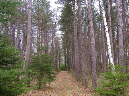[redpine.jpg]