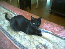 MEU LINDO GATO PRETO