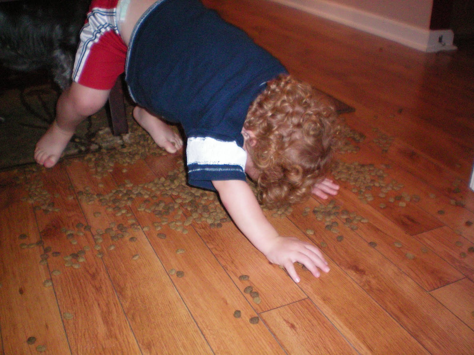 Best dog food for one year old pitbull, weight loss diet plan for diabetes