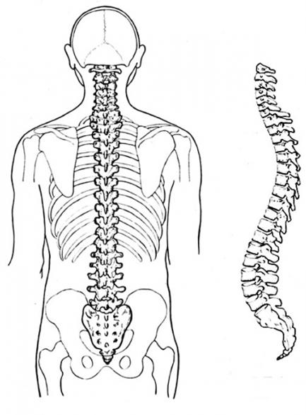 A Normal Spine