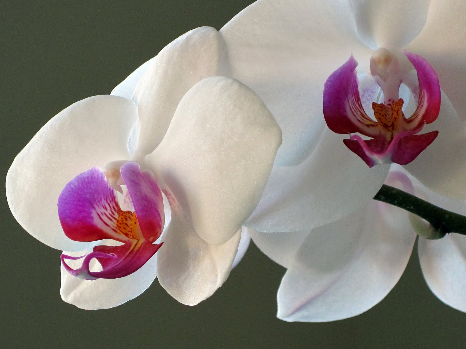 [orchid+024+b.jpg]