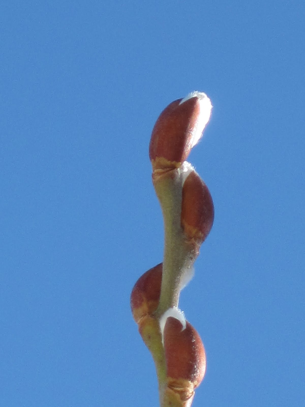 [sideboard+018+a.jpg]