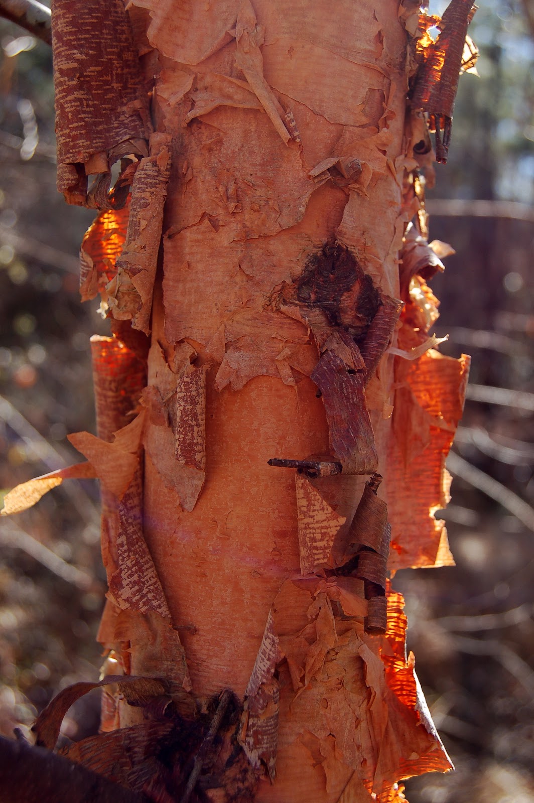 C a y l a w r a l: Ten-mile transition