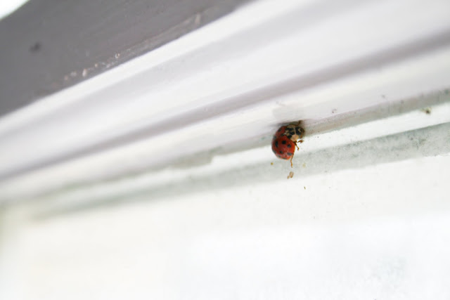 Al Harley Killer Ladybugs