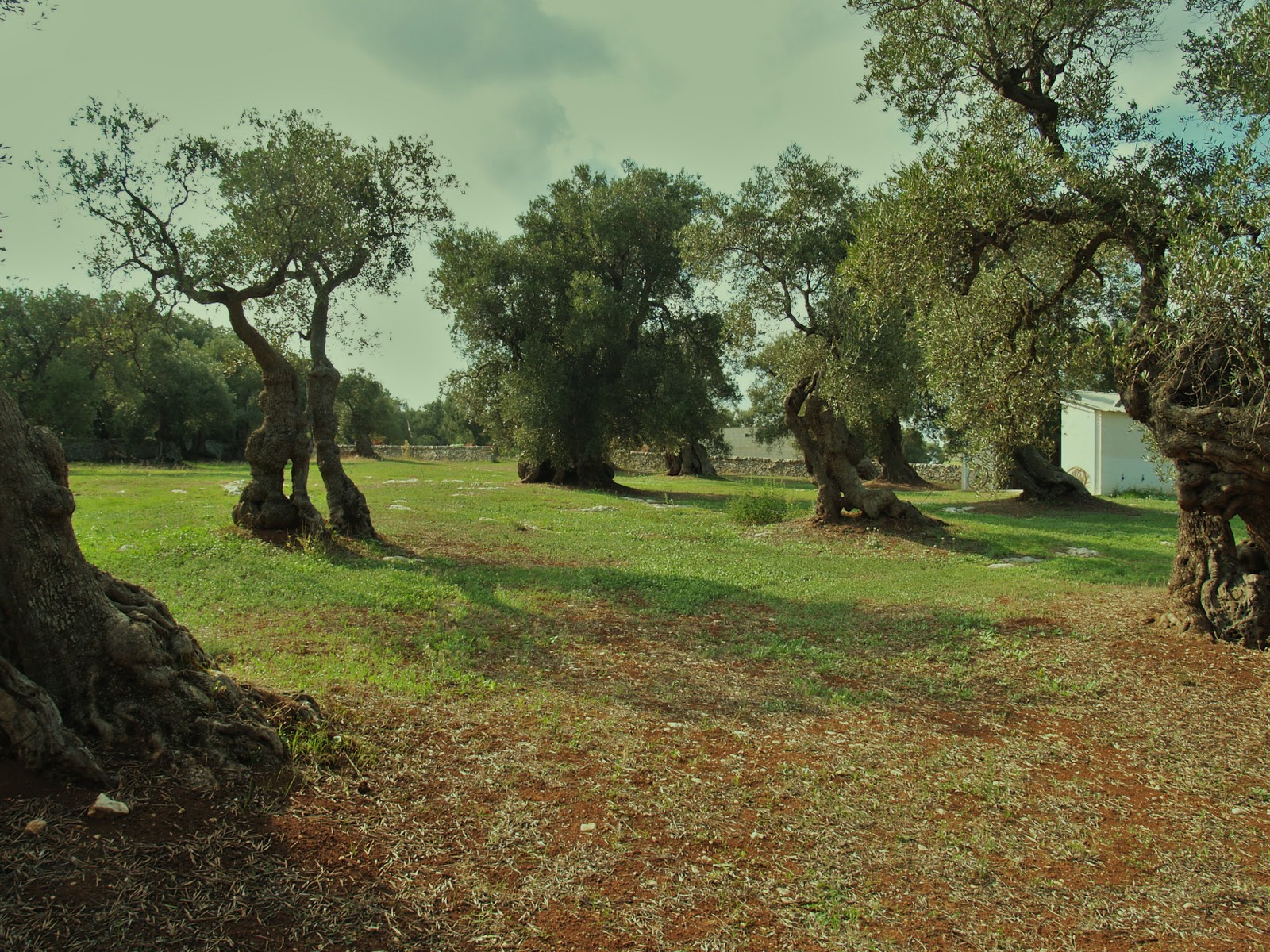 The Remarkable Olive Trees of Puglia