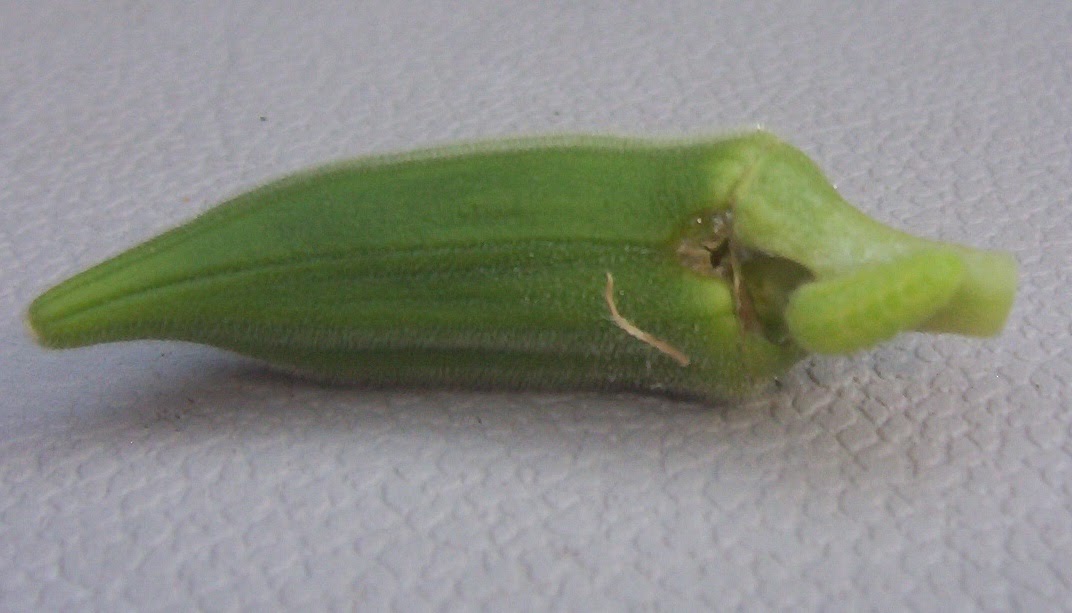 Container Gardening in the Desert: Okra Mystery Worm