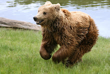 The bearhunt