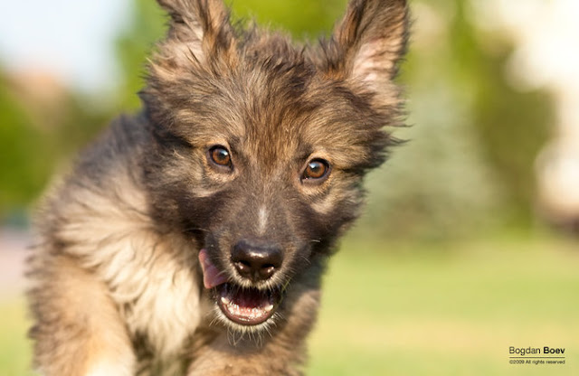 Animal Photography by Bogdan Boev | Photography Blog