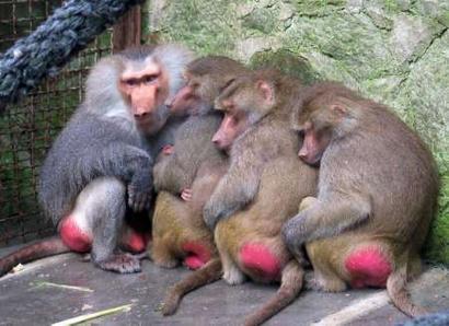 red-ass-monkeys4.jpg