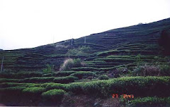 MOUNTAINOUS TEA FIELDS