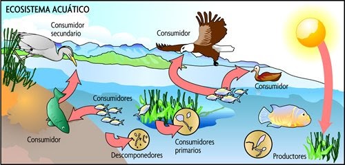 cadena alimenticia biotica conozcamos m 225 s sobre los ecosistemas relaciones en un cadena alimenticia biotica conozcamos m 225 s sobre los ecosistemas relaciones en un