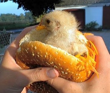 chicken-sandwich.jpg