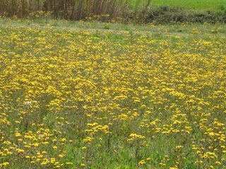 [pueblo_medieval_de_ullastret_semana_santa_2007-2.JPG]