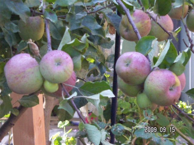 [Apple+Tree.JPG]