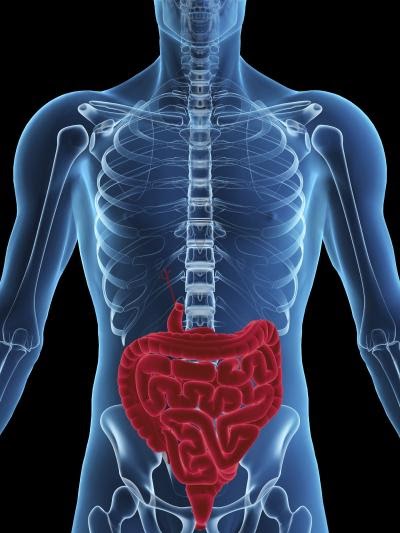 The Human Body: DISEASES OF DIGESTIVE SYSTEM