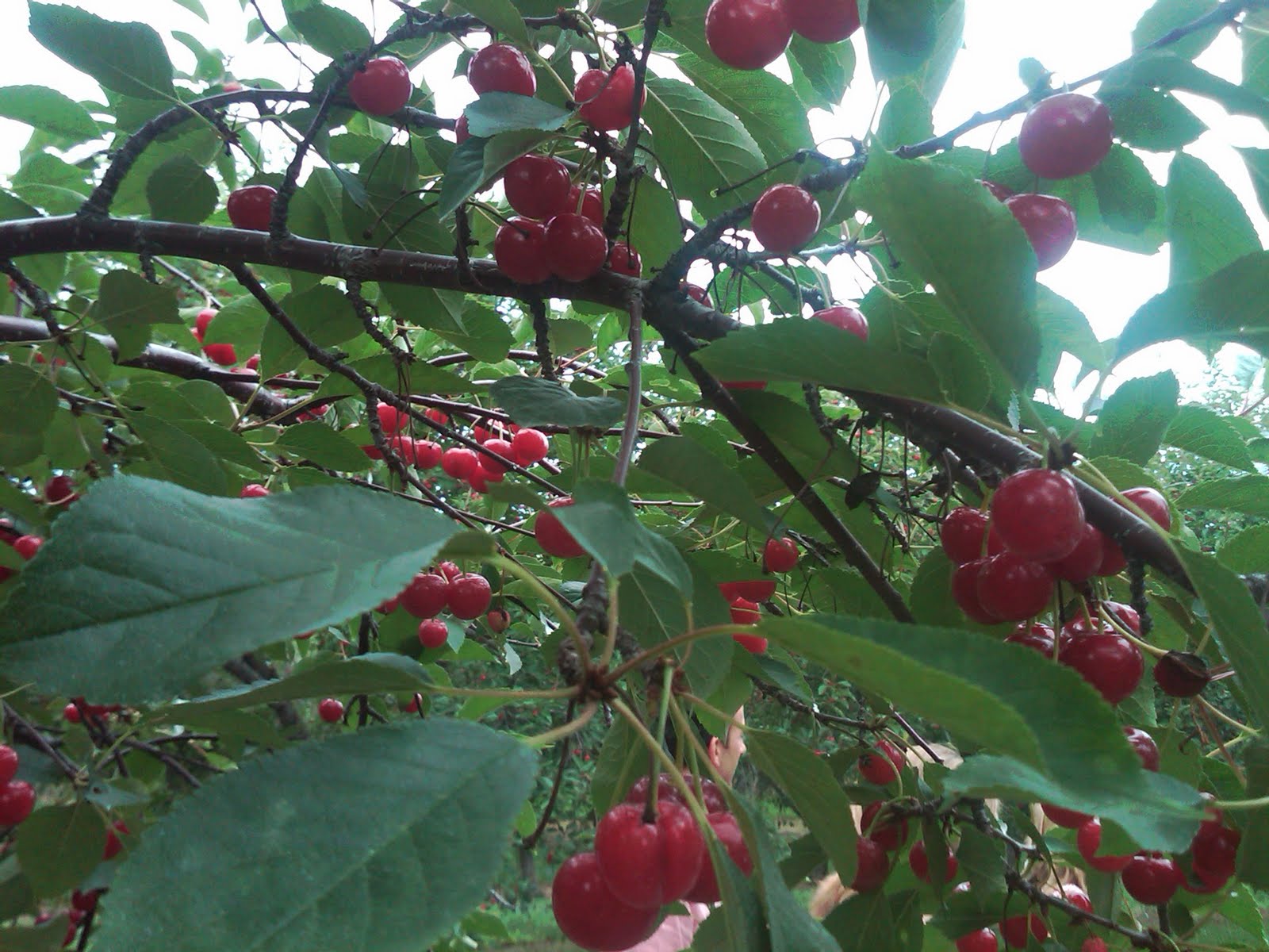 Nutritious Feast The Elusive Tart Cherry of Northern Michigan
