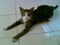 I Love Me I Love Mine Kelakuan Si Kucing Garong