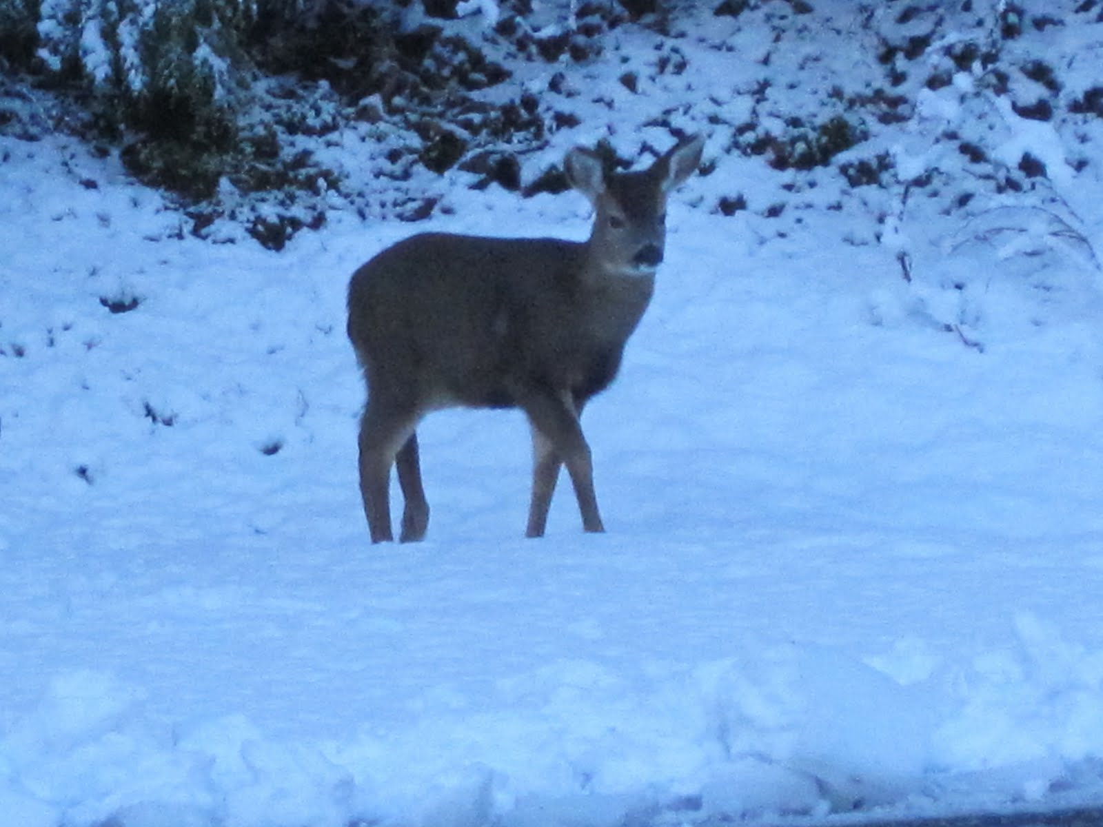 Pieceful Afternoon Deer in the snow!