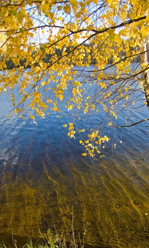 Mobile Wallpapers: Download Cute Nature Wallpapers for Free