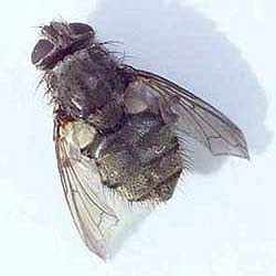 Fulbright Teacher Exchange to the United Kingdom: Buzzing of the Blue