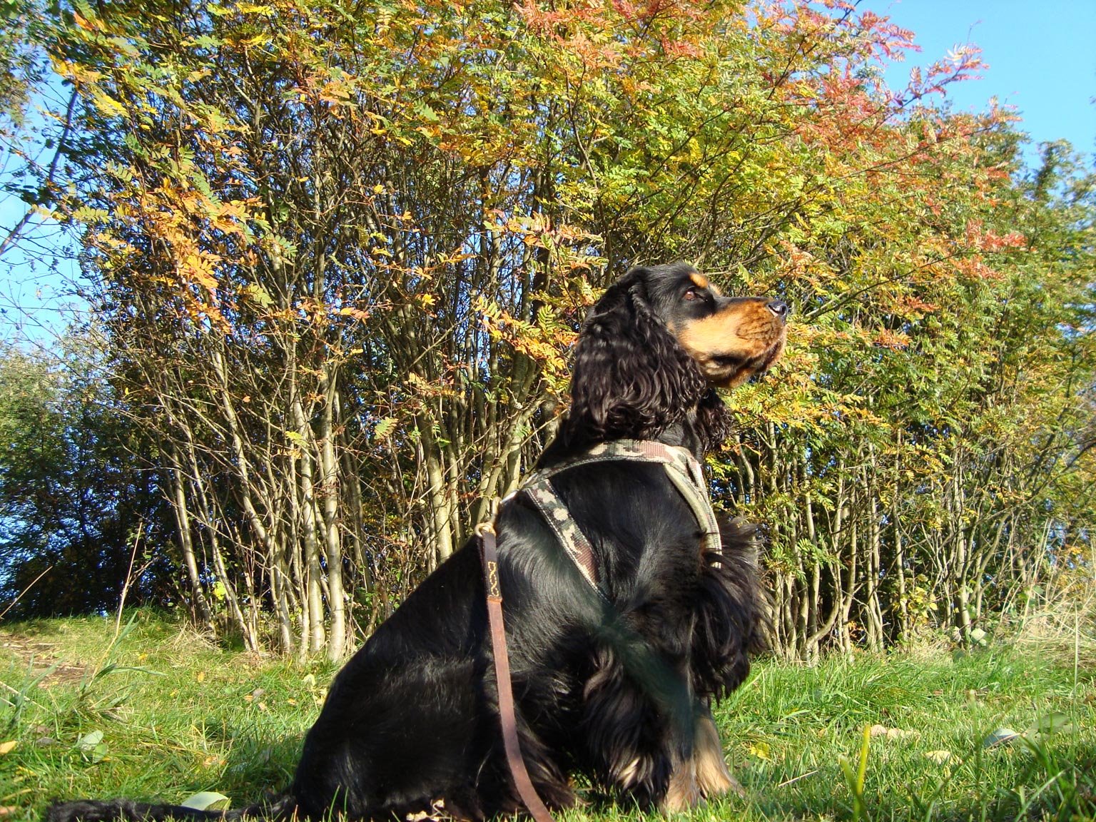 [autumndoggie.jpg]