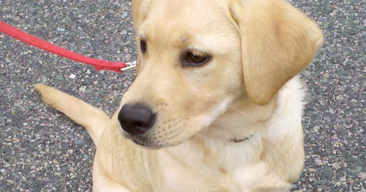 Zen Dog Training Blog: Stella the Yellow Lab.