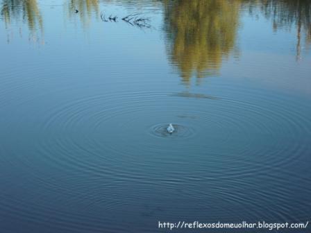 [Reflexos.JPG]